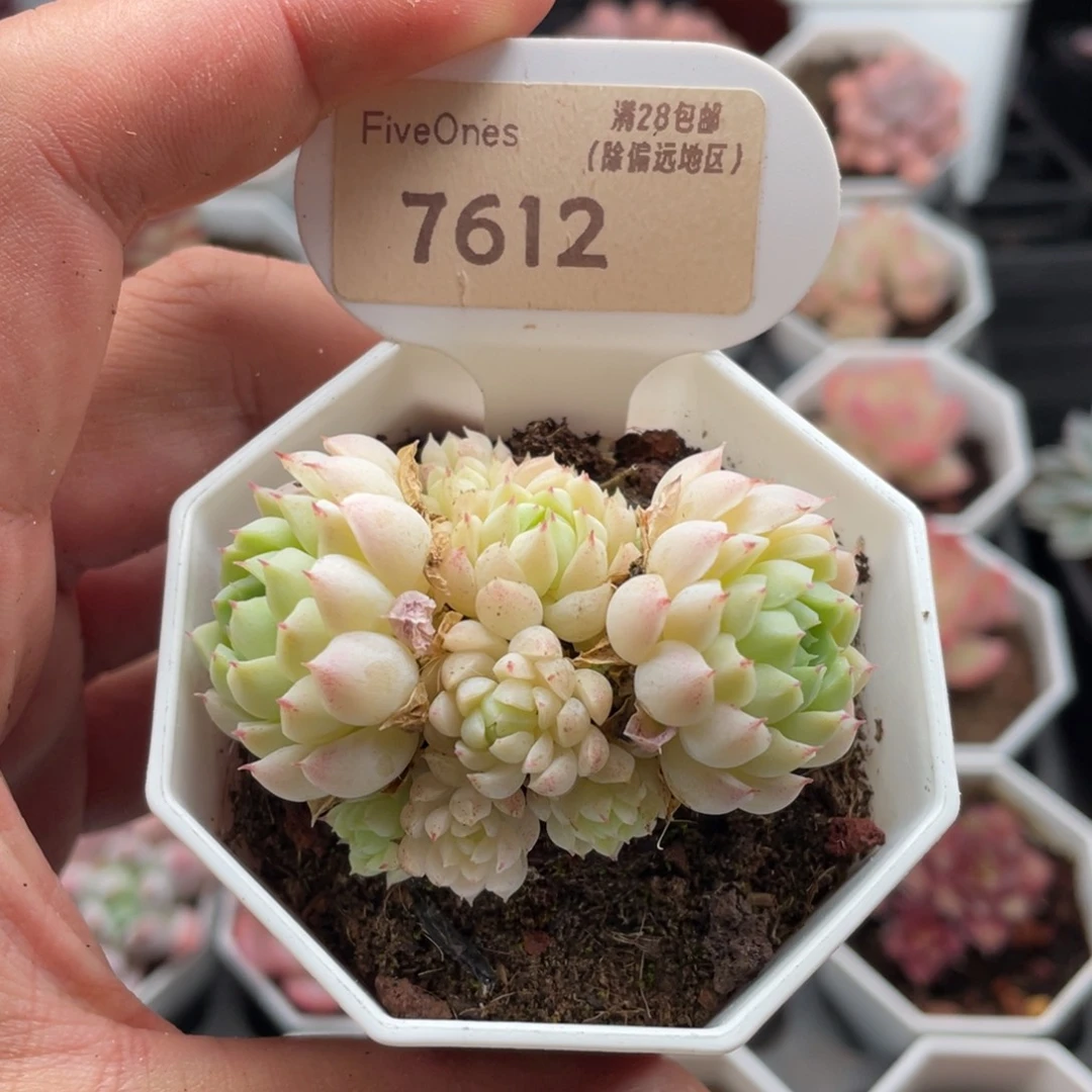 羊脂玉7612-5.5厘米