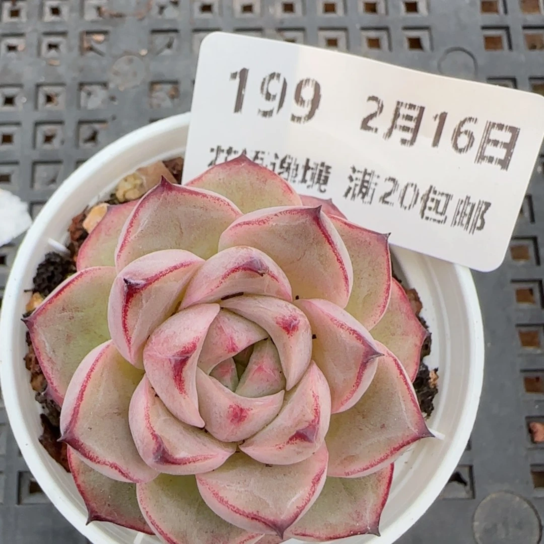 花语逸境0216-199