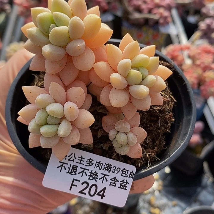 泡泡糖7cm204多肉植物