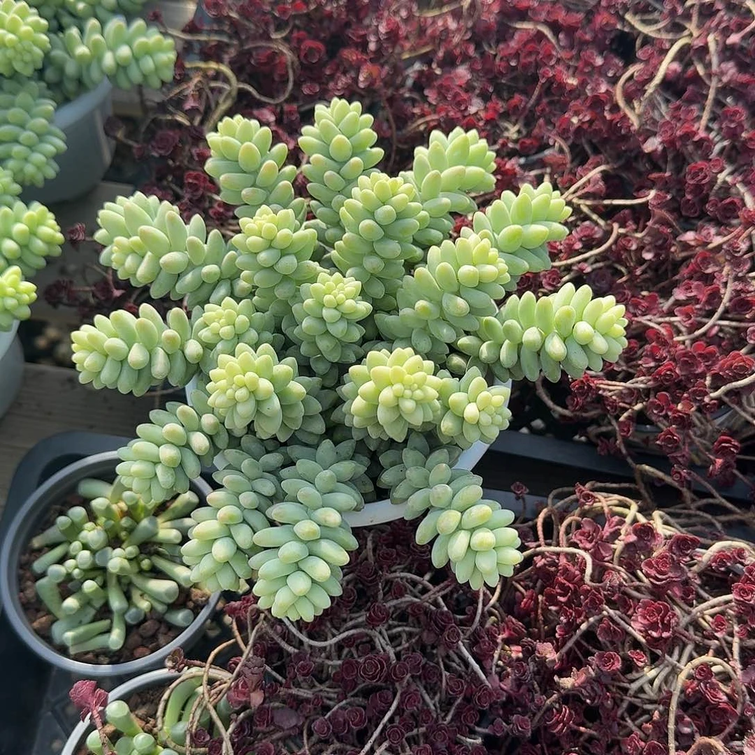 玉坠多肉植物精品