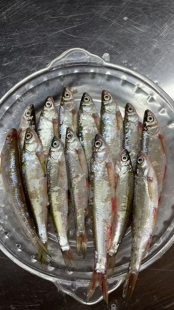 野生白条鱼拍五斤发六斤