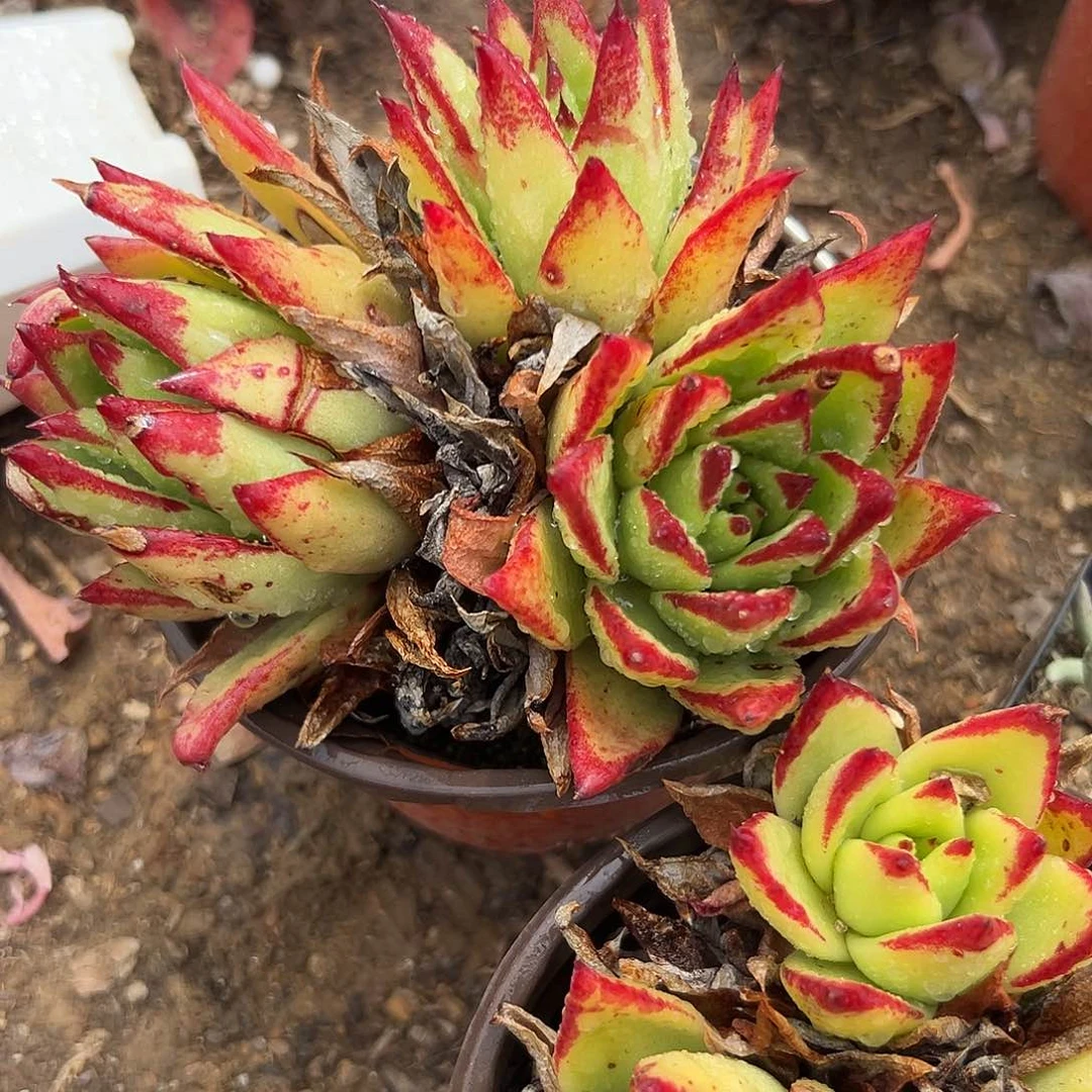 止****情多肉植物口红三头