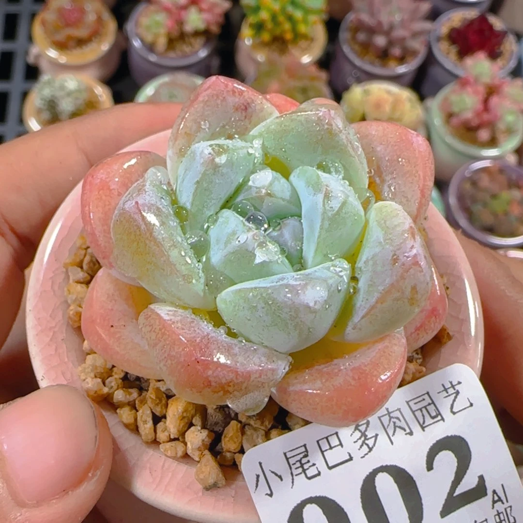 AL小尾巴5CM迷你拇指盆栽精控多肉002