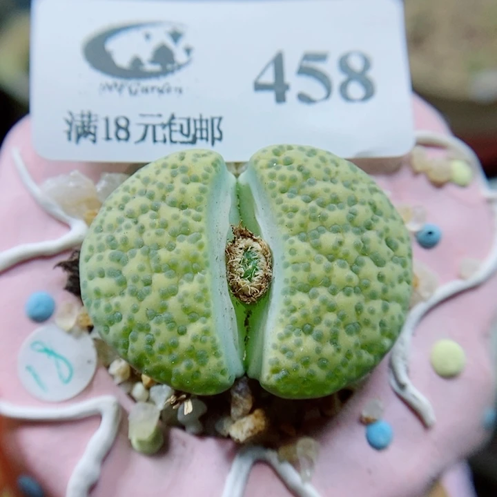 生石花花花花花花花458