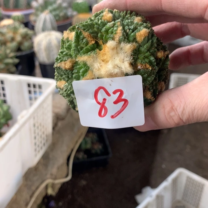 岩牡丹83号。。。。。。