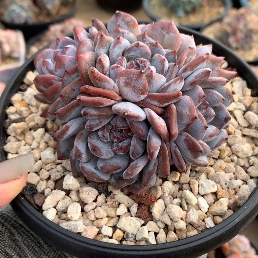 五头手捧型紫皮紫心