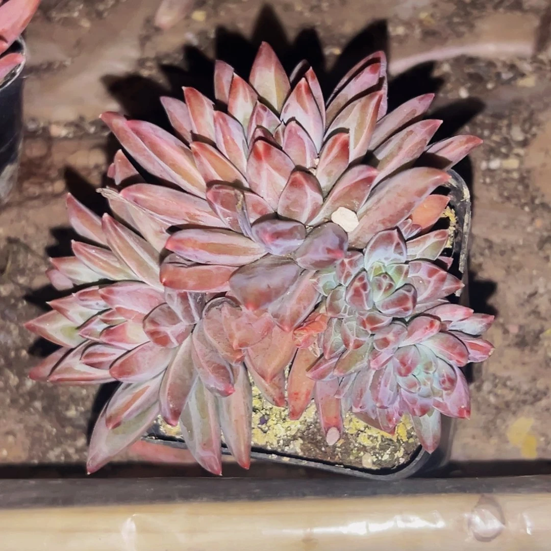 桔云多肉美人精品系列