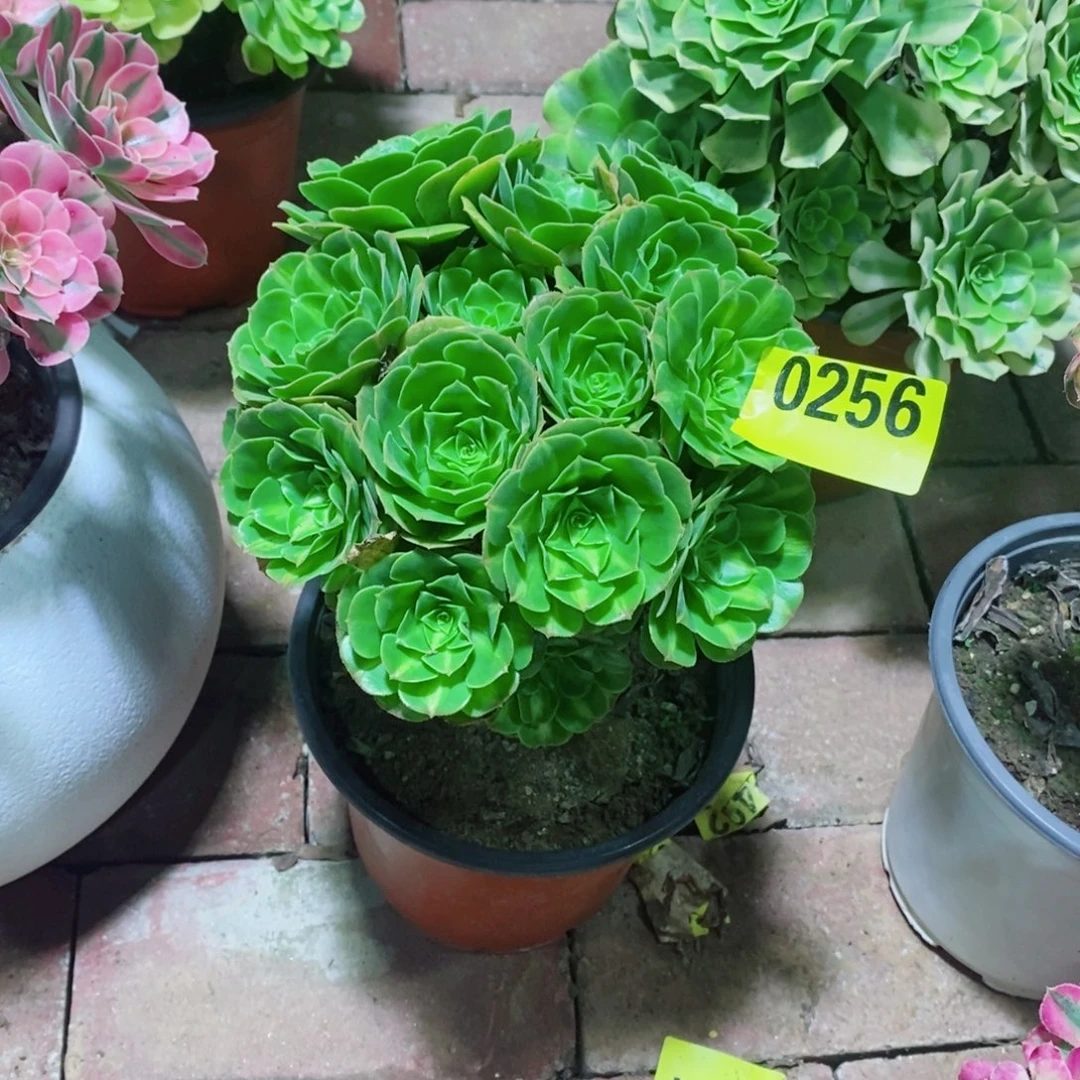 翡翠琉璃多肉法师丛林0256