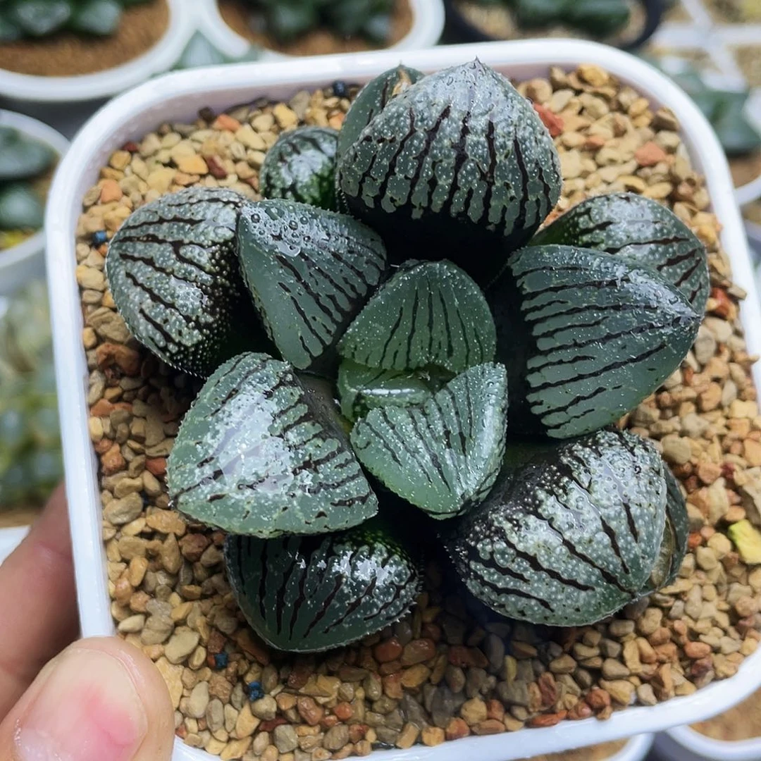 巨丸叶魔多实生寿十二卷