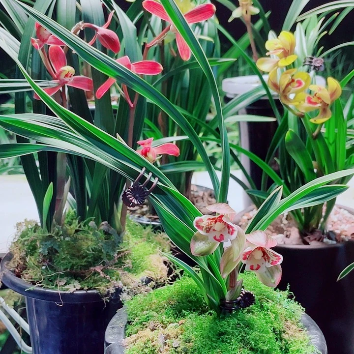 啷***啷完全开放一物一漂亮