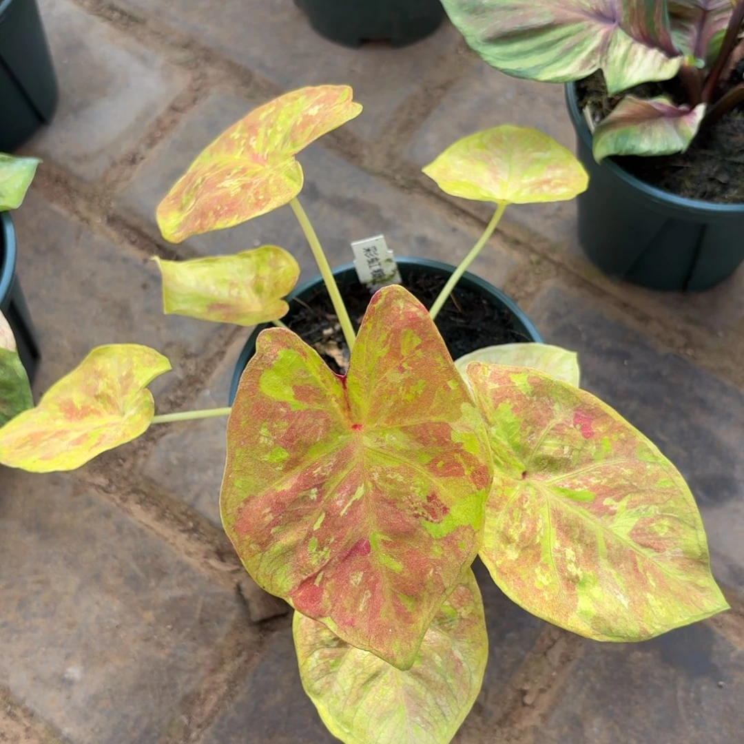 彩虹糖泰国彩叶芋69-1203