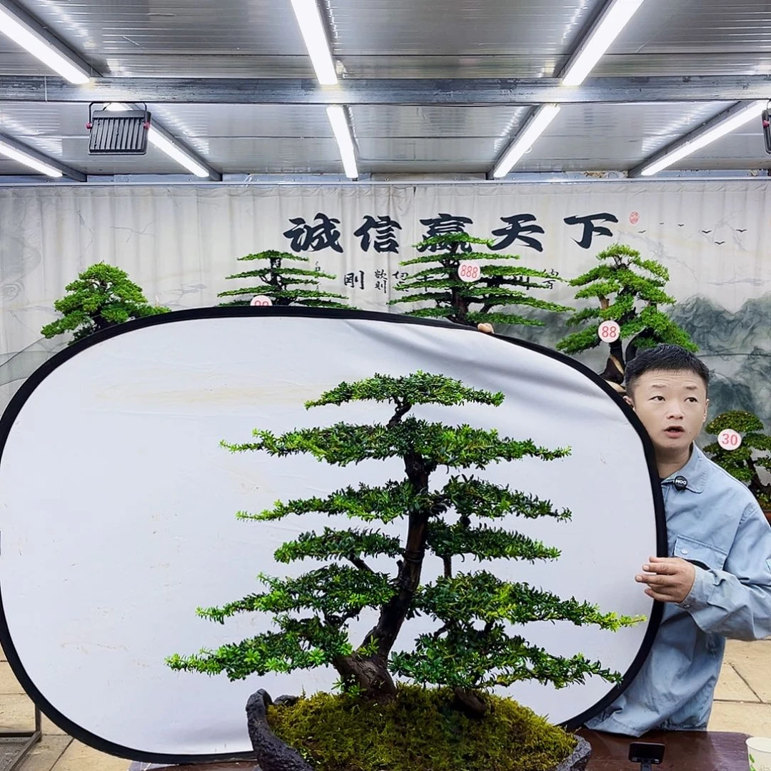无花朵罗汉松盆盆景专场