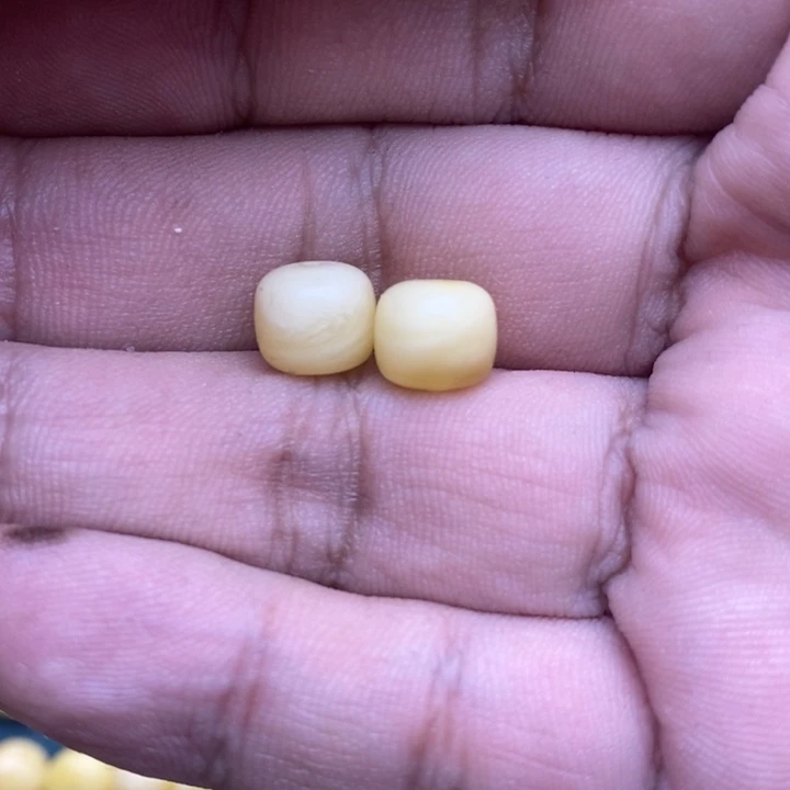 未镶嵌琥珀裸石54号8.8*7.6左右2颗