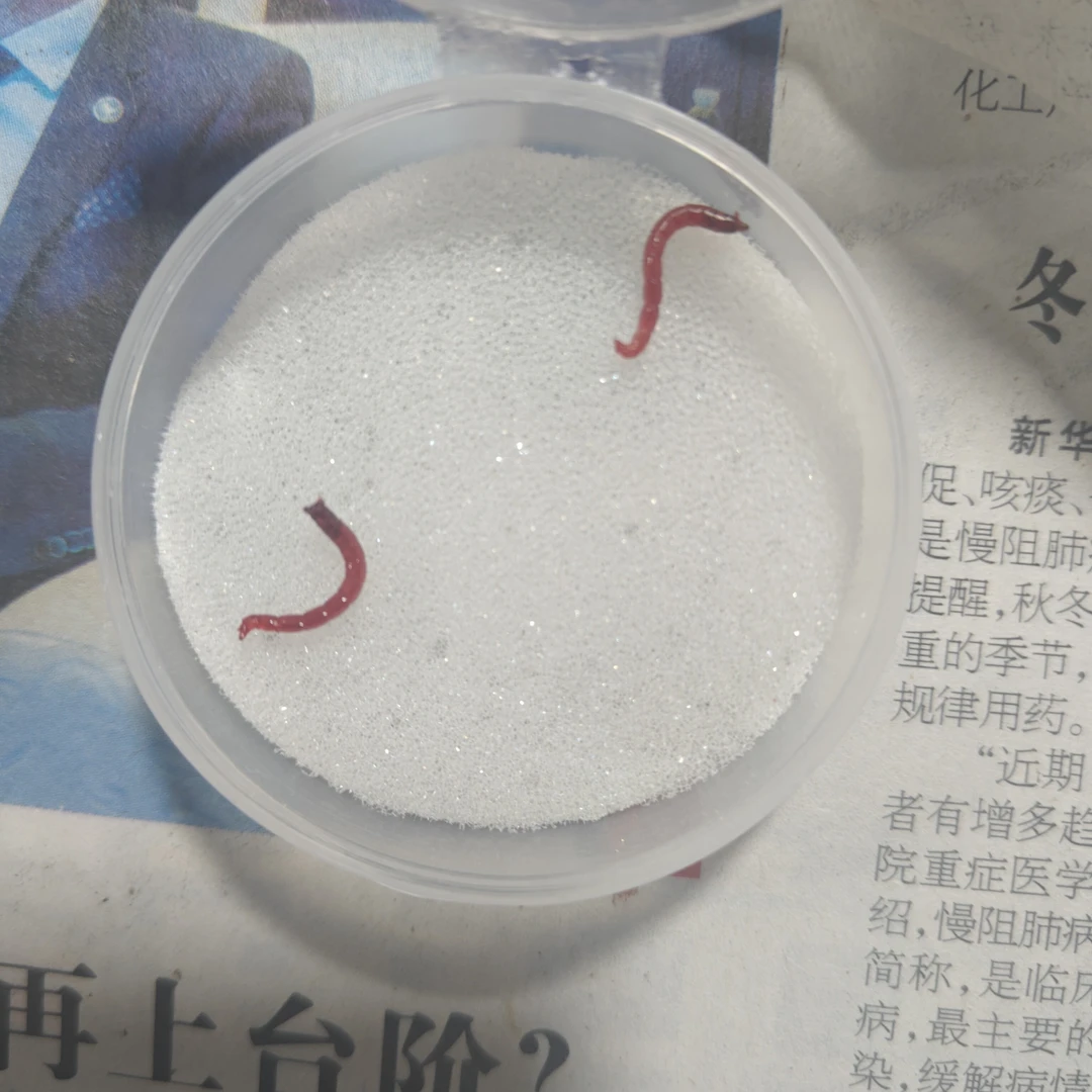 特大号挂钩红虫活饵带土发货