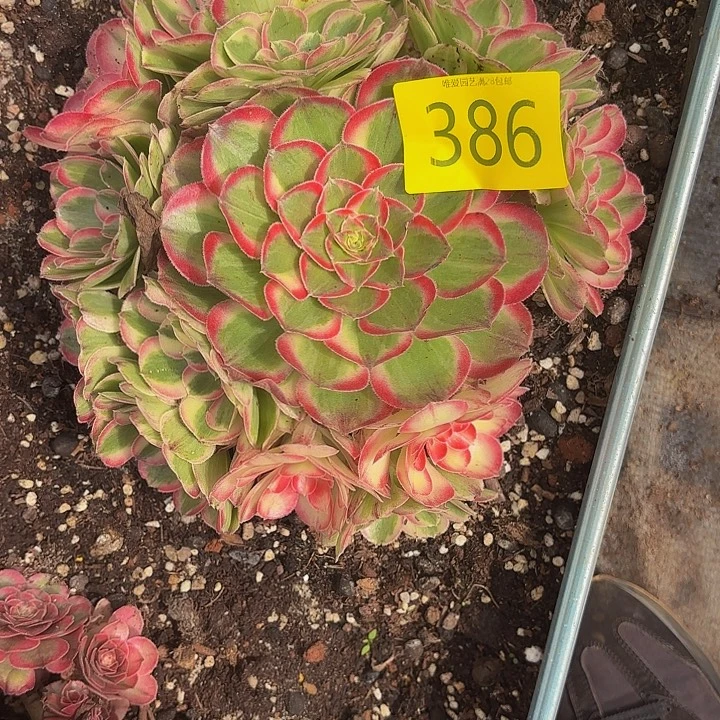 多肉植物福利386个