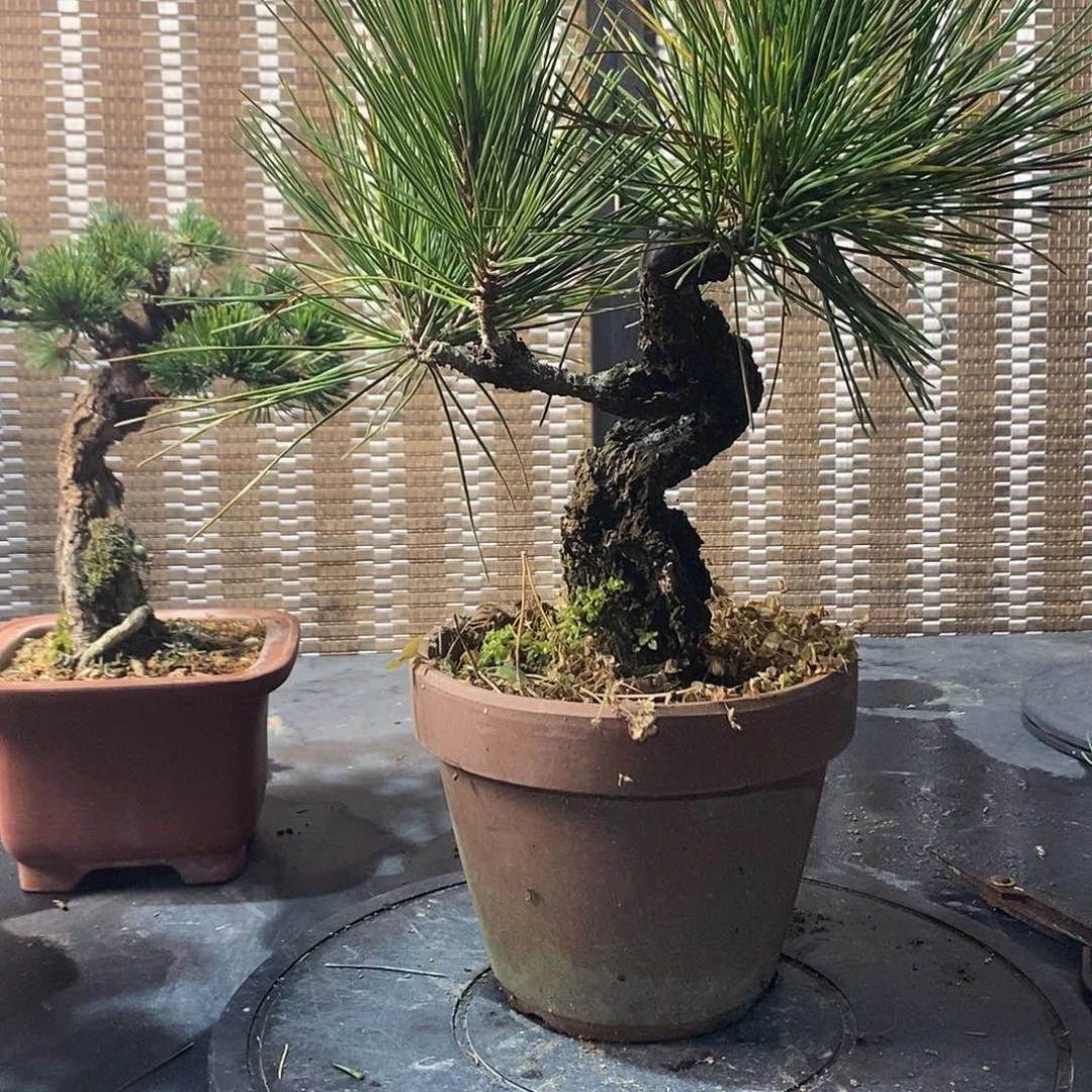 无花朵锦松老盆口顺丰包邮