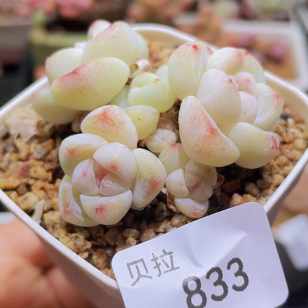 833 精品多肉一物一拍