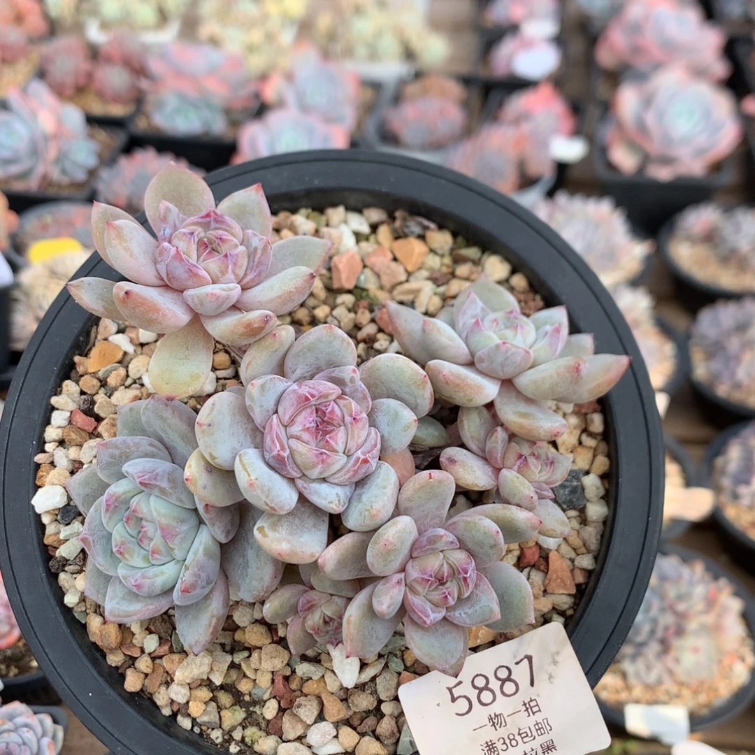 13厘米八头有砍紫皮石榴籽 5887