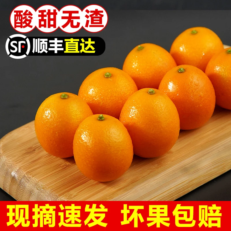 【2025新果】阳朔油皮金桔鲜果广西当季水果新鲜黄皮麻皮小金桔顺丰