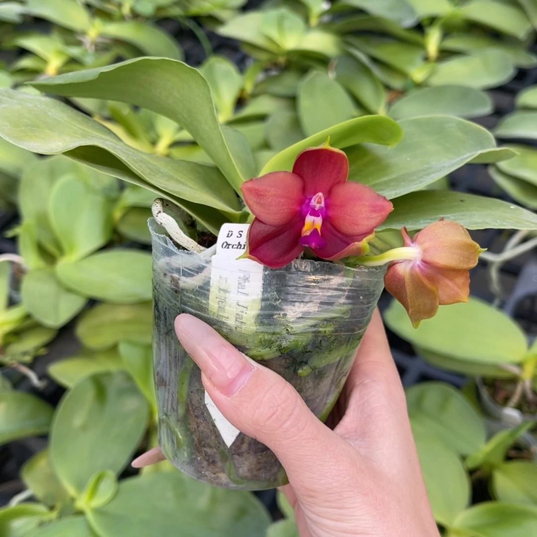 完全开放蝴蝶兰蝴蝶兰