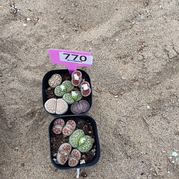 用***5生石花等植物的770