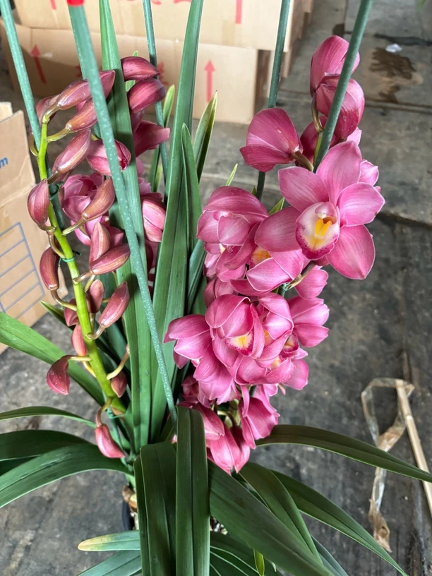 670---大花蕙兰盆坏不售后