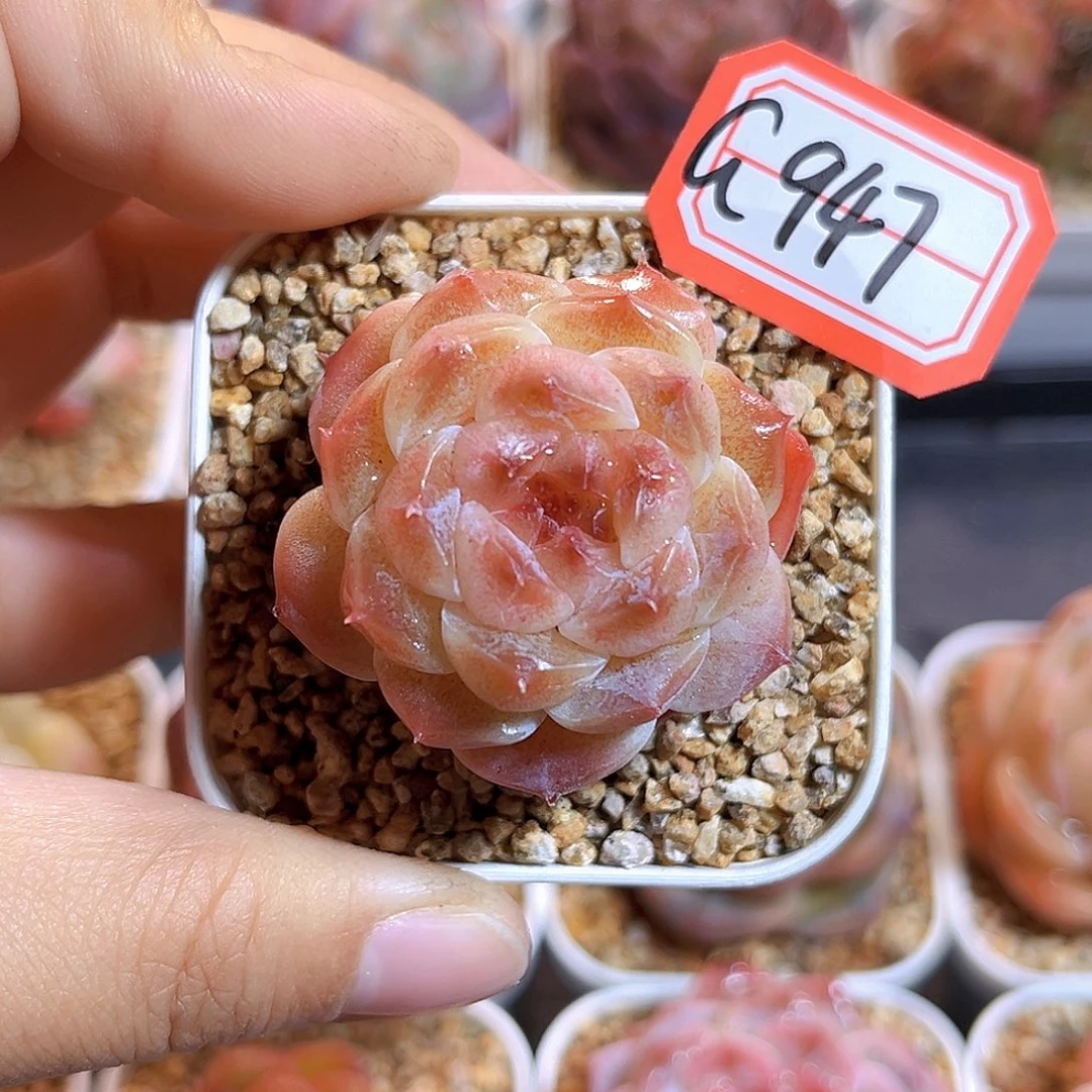 G947  新品珍妮满18包邮