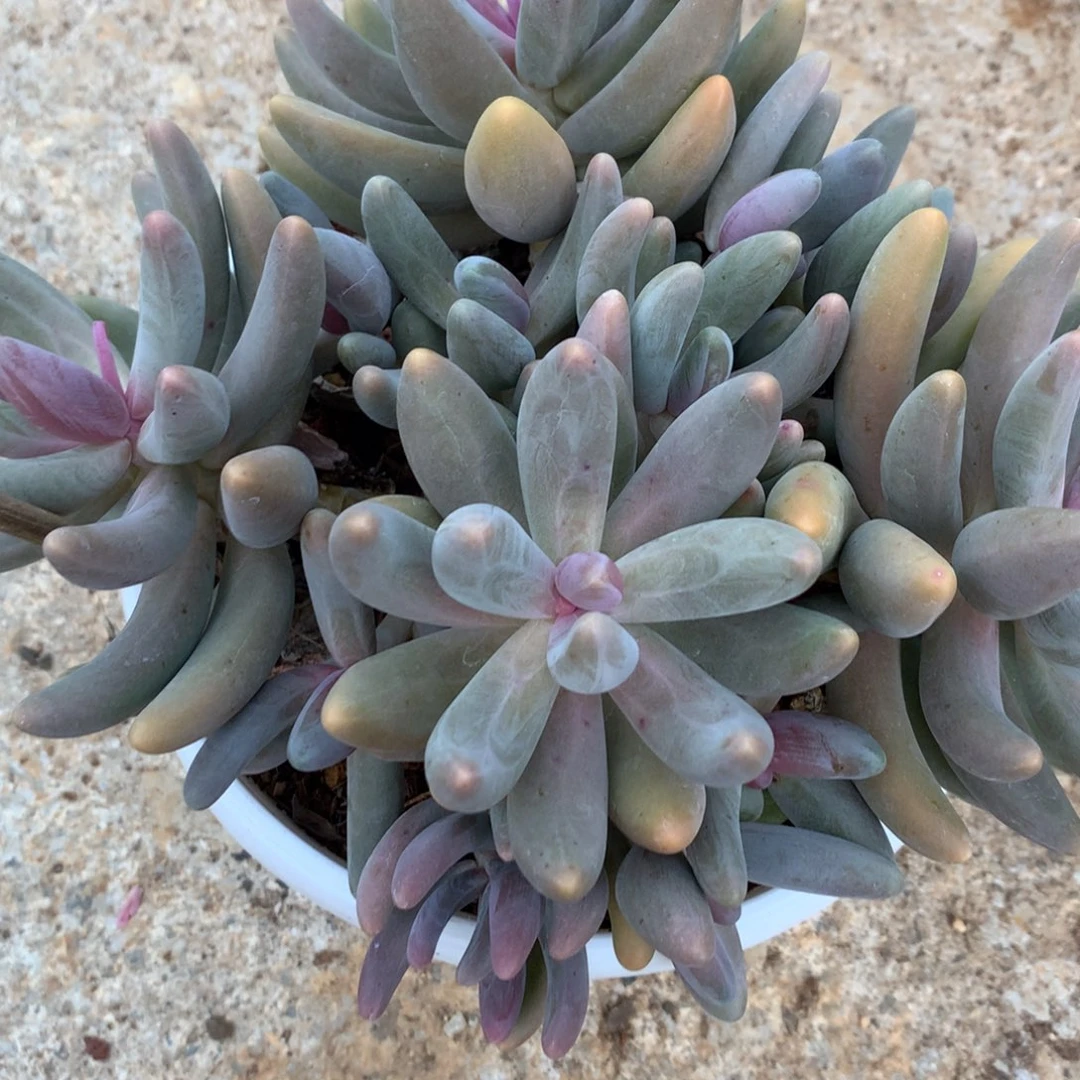 悠***悠多肉植物红手指多肉植物