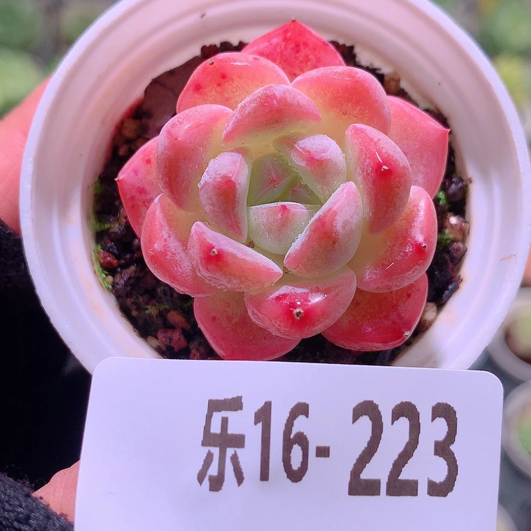 乐然16-223 冰娃娃