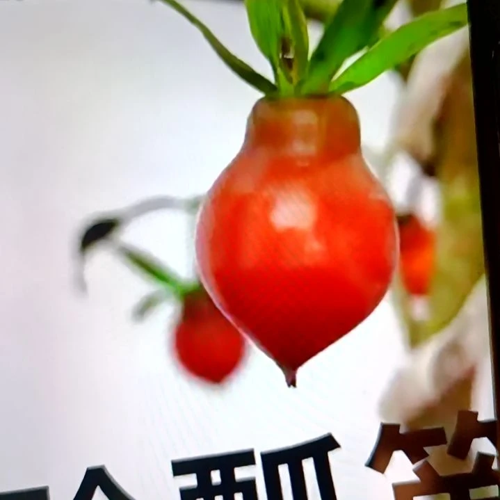 无花朵扦插苗玲飘单