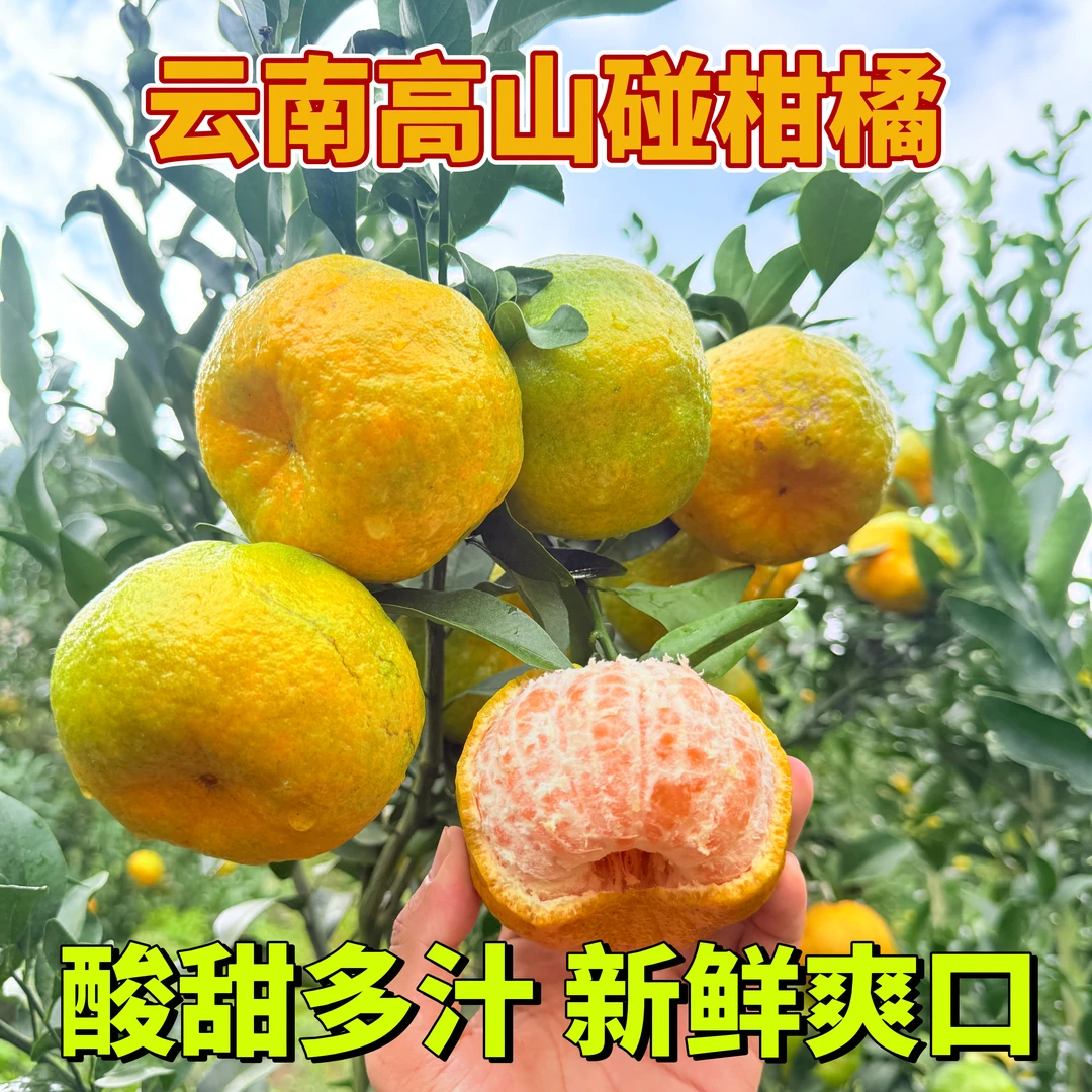 自家云南高山碰柑橘子丑橘酸甜多汁新鲜现摘现发孕妈妈水果包邮