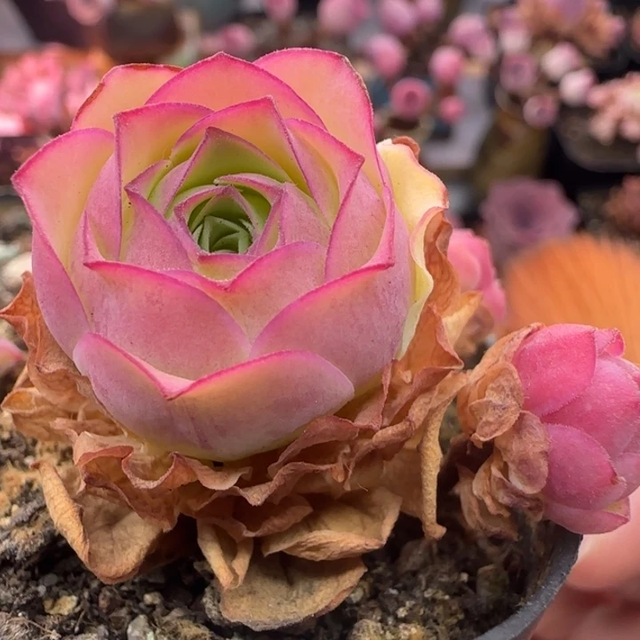 Y986半城玫瑰橘子彤杂