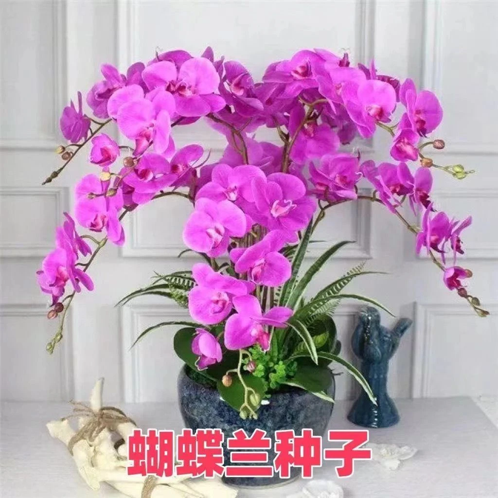 多年生蝴蝶兰花种子易活阳台盆栽庭院春秋四季播室内外花卉种孑籽