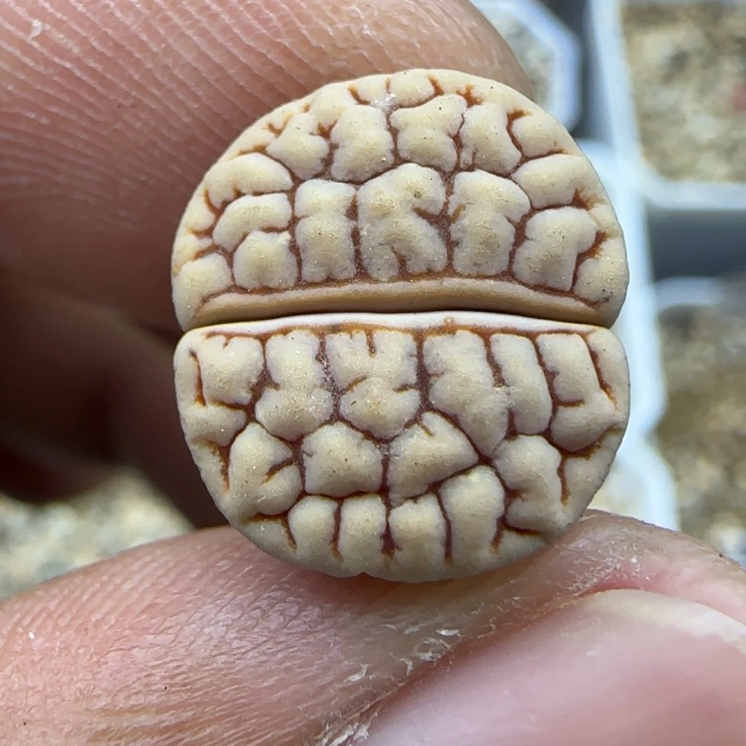 418 生石花大棚直播