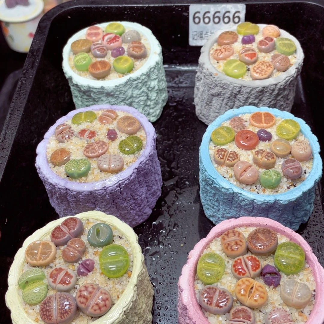 w66666速干树桩盆 一份一盆量拍