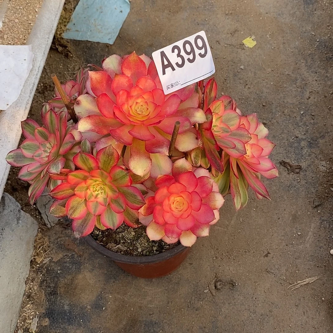 青城多肉法师399多肉法师