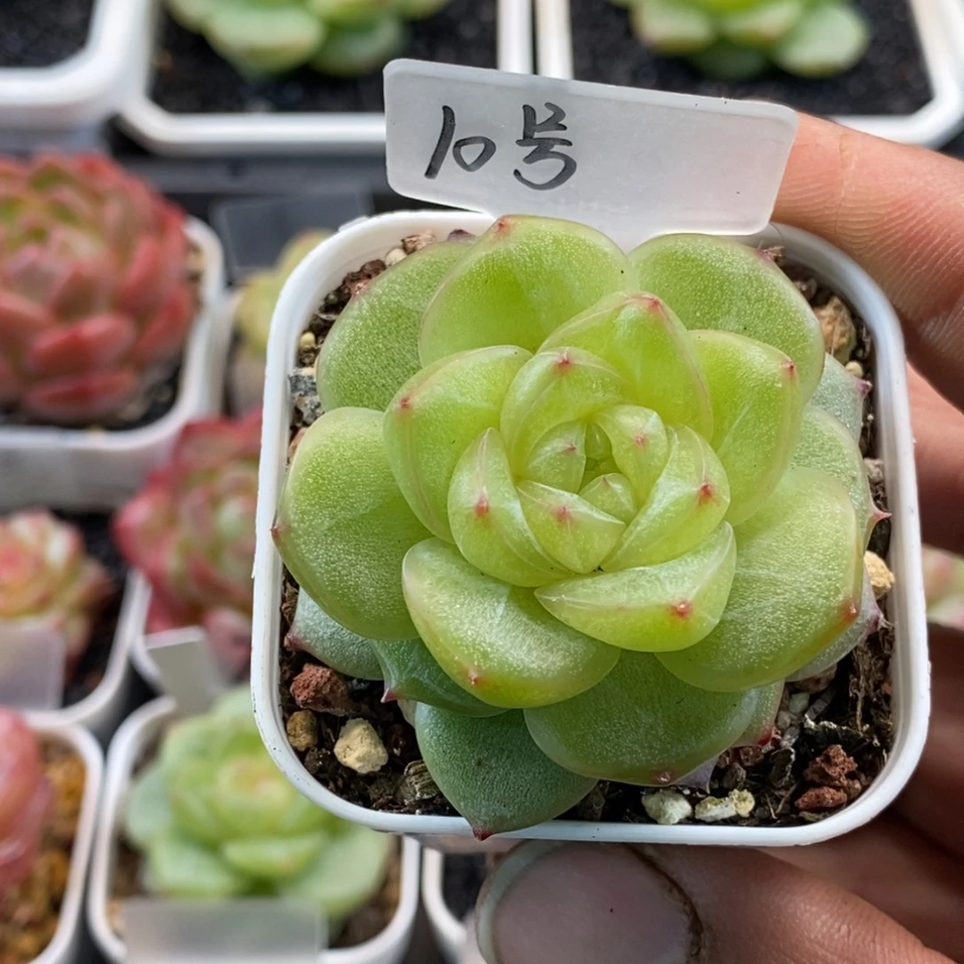 天官赐福百无禁忌