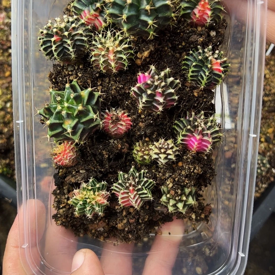 当前无花栽培后可以开花943