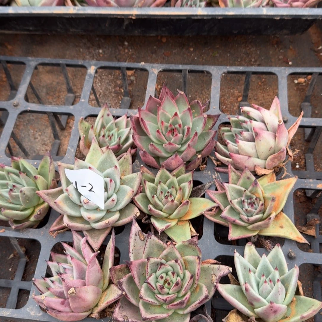 五亩十棵量拍发货11-2