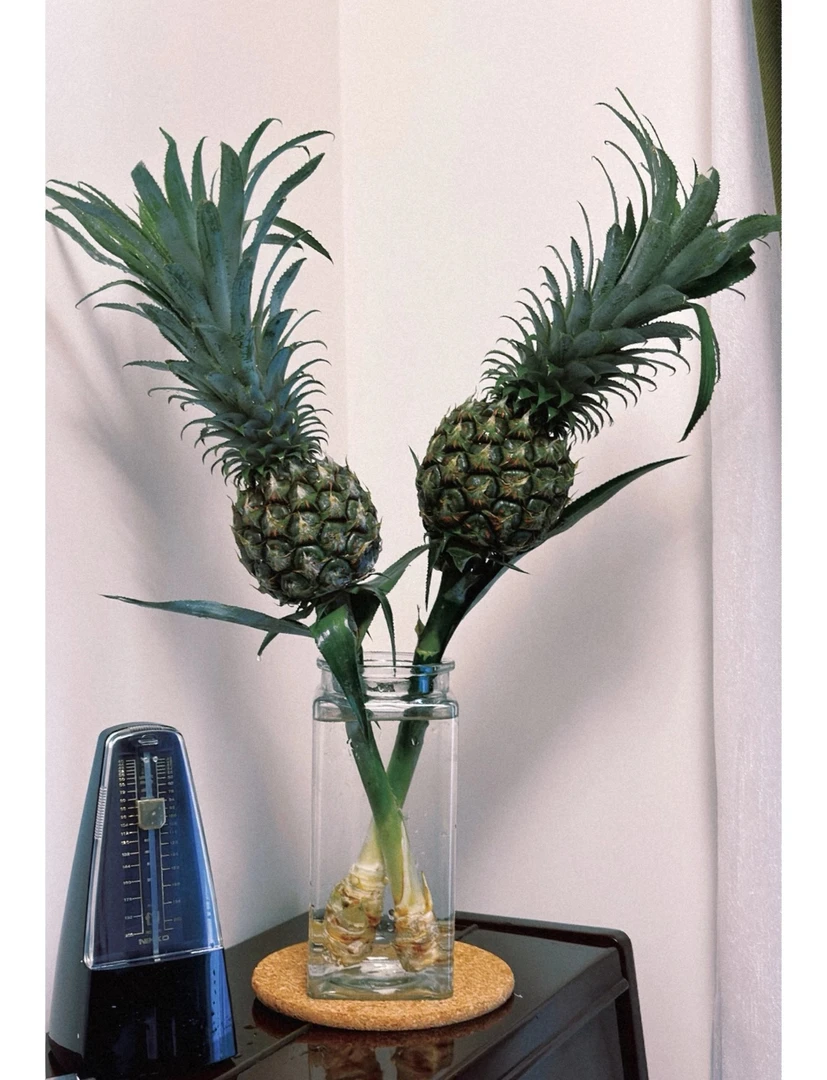 菠萝切枝 有趣的插花 云南直发西藏可发 3单1运费 零下请拍保温棉