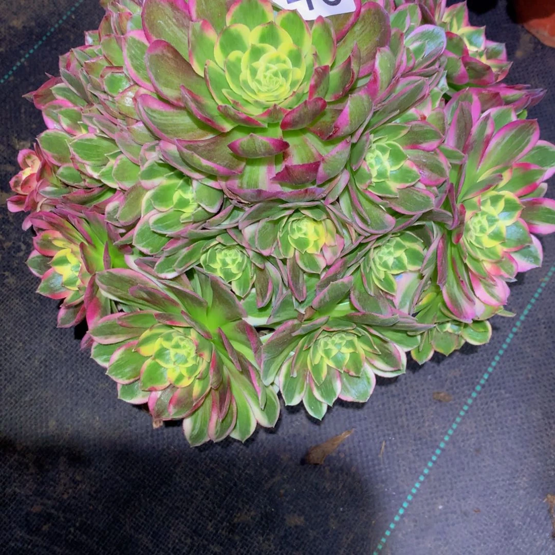 ****、法师多肉植物248海王
