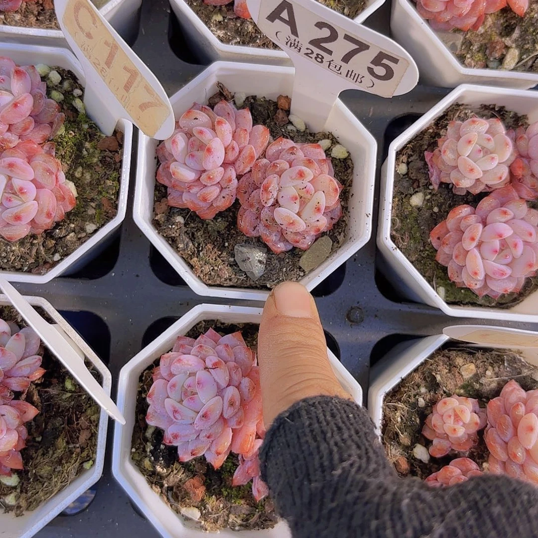 A275星星橙一物一拍