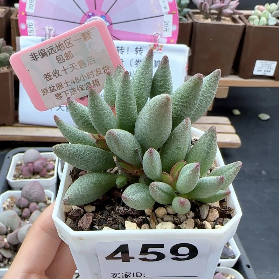 459大红嘴多肉植物