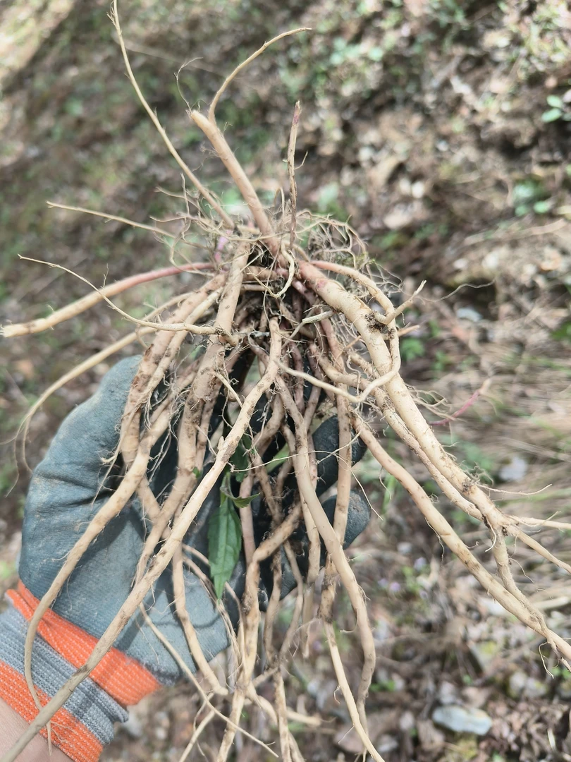 牛膝炖筒骨猪蹄排骨汤现挖现卖纯野生大小混搭