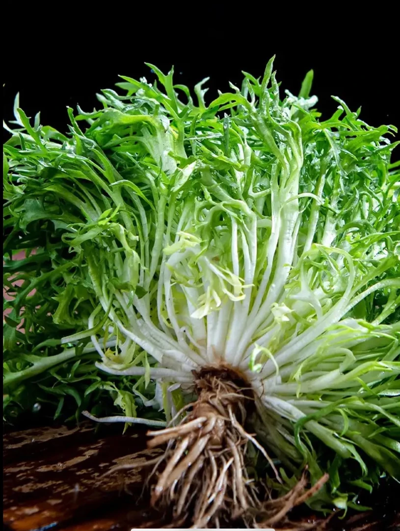 四季苦菊种子 苦菊菜籽种苦苣菜种籽秋季盆栽蔬菜种籽孑菜种