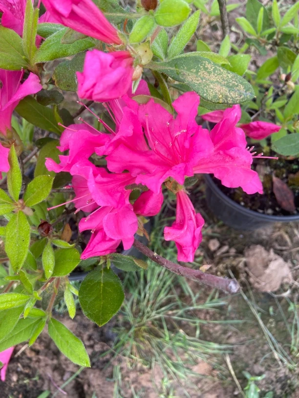 安酷杜鹃花之映山红芍药花石楠花夹竹桃一加仑盆阮迪慧金达莱花