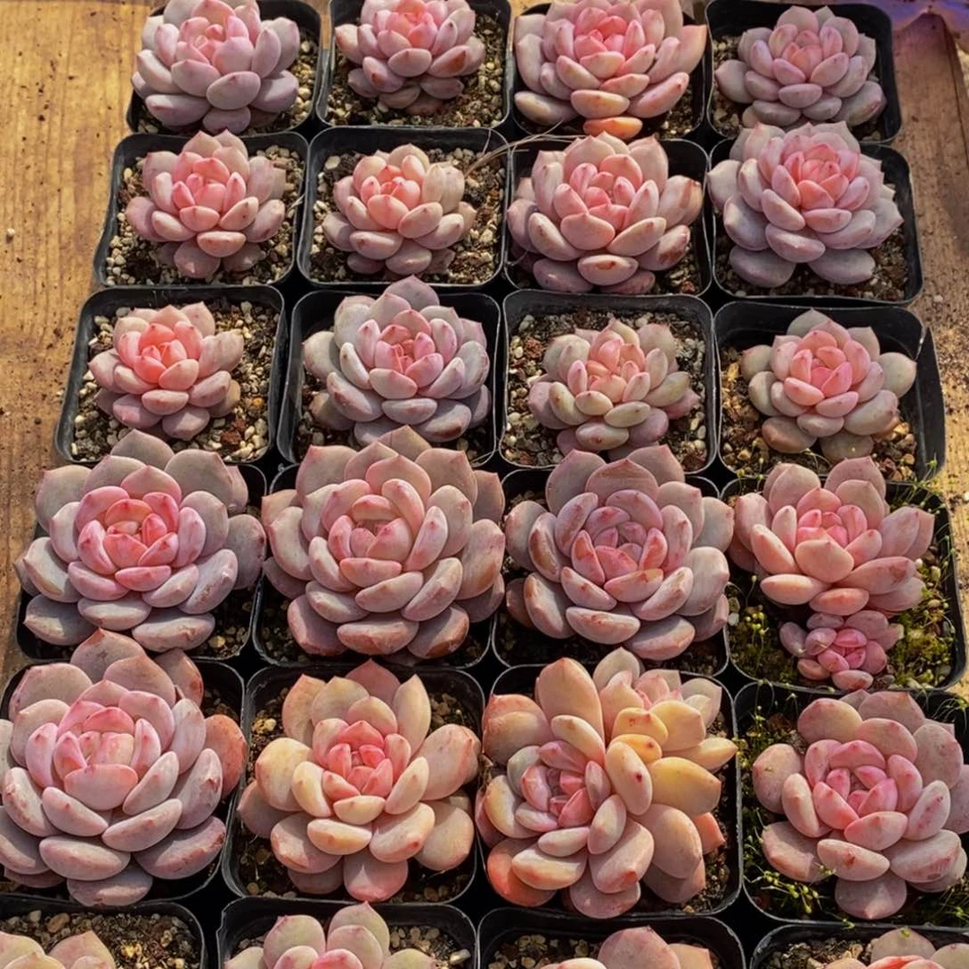 270多肉植物保护研究所所长助理研究员等