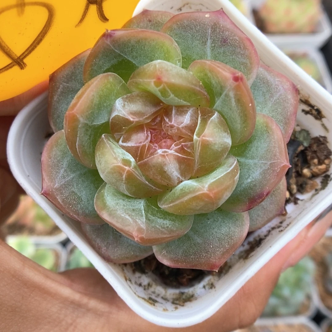 透心珍妮可拍474号。
