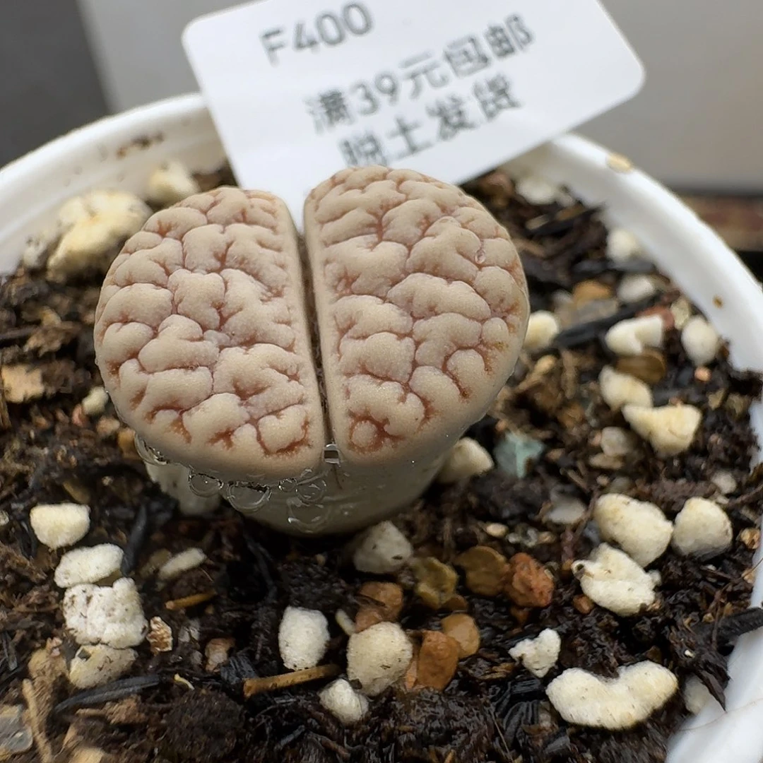 400多肉哈哈哈哈哈哈哈哈