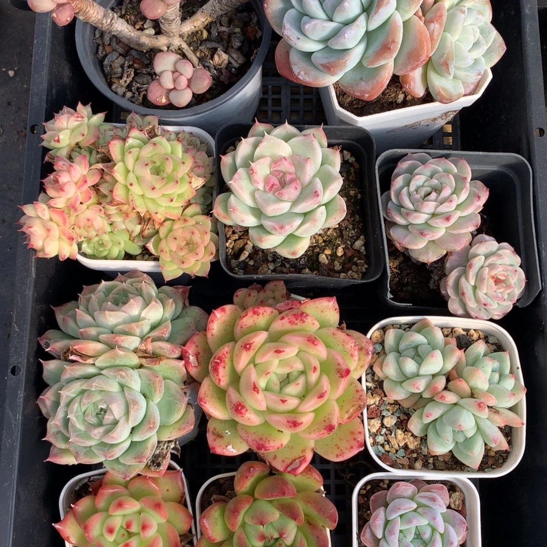 1121-03 套餐一组